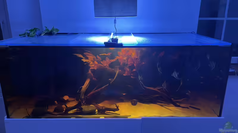 Aquarium HoChbaCh Amazonas von Corvatsch (7)