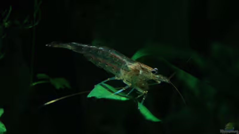 Aquarium Home of the Abandoned von Lukas ><°> (5)