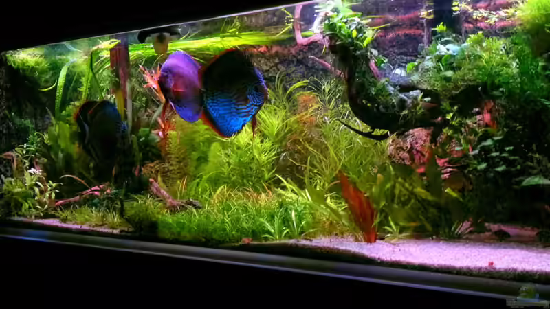 Aquarium Home sweet home von Tommy Schubert (10)