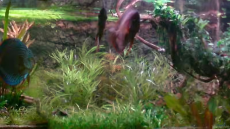 Aquarium Home sweet home von Tommy Schubert (11)