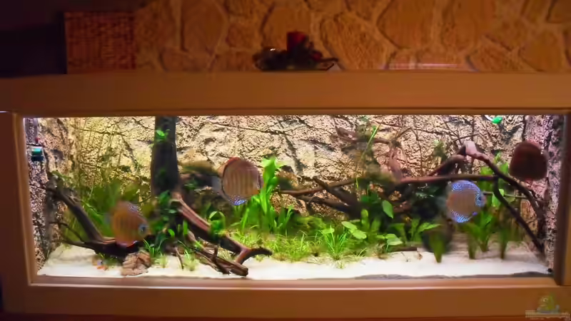 Aquarium Home sweet home von Tommy Schubert (3)
