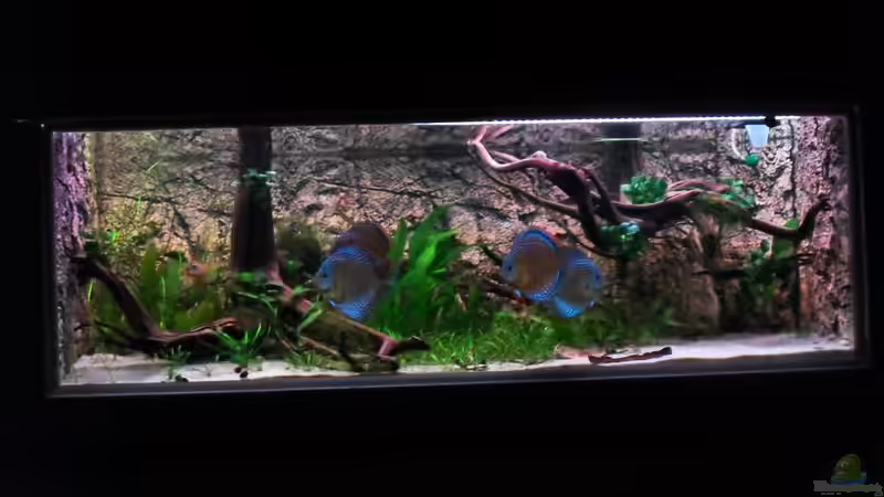 Aquarium Home sweet home von Tommy Schubert (4)