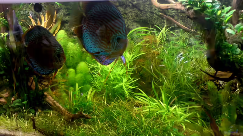 Aquarium Home sweet home von Tommy Schubert (6)