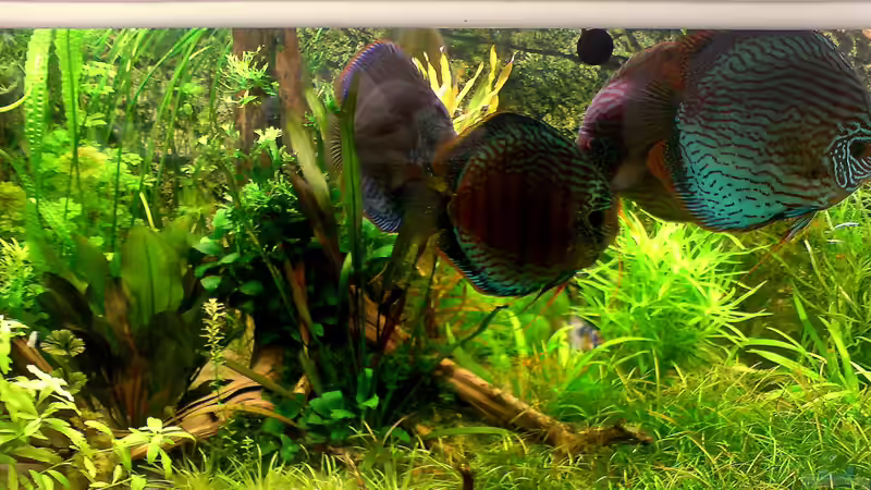 Aquarium Home sweet home von Tommy Schubert (8)