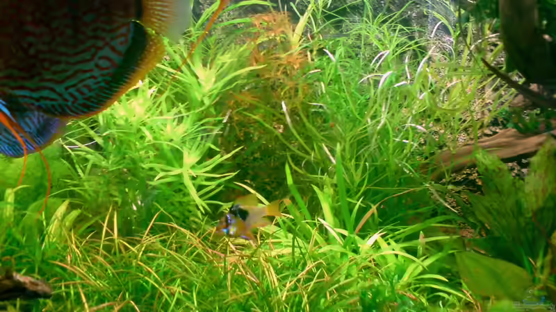 Aquarium Home sweet home von Tommy Schubert (9)