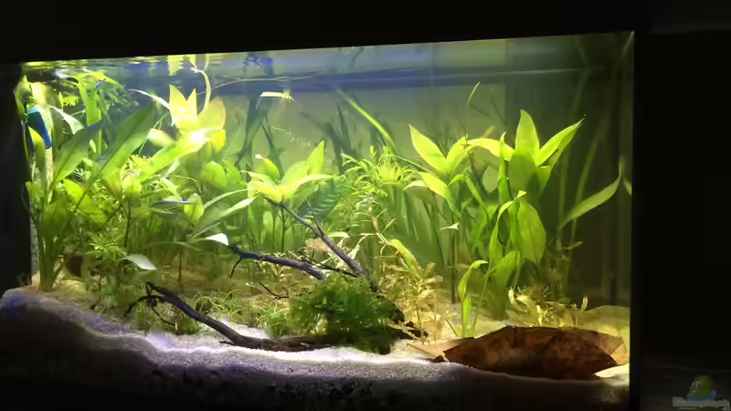 Aquarium Home sweet Neon home von Yueliang (2)