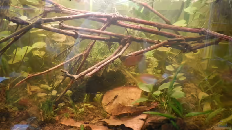 Aquarium Honiggurami II (2013 - 2015) von miv (3)