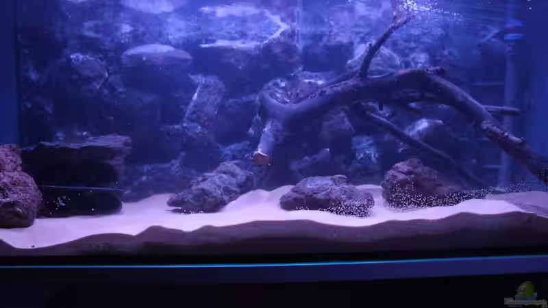 Aquarium Hypancistrus Heaven von maxheadroom (11)