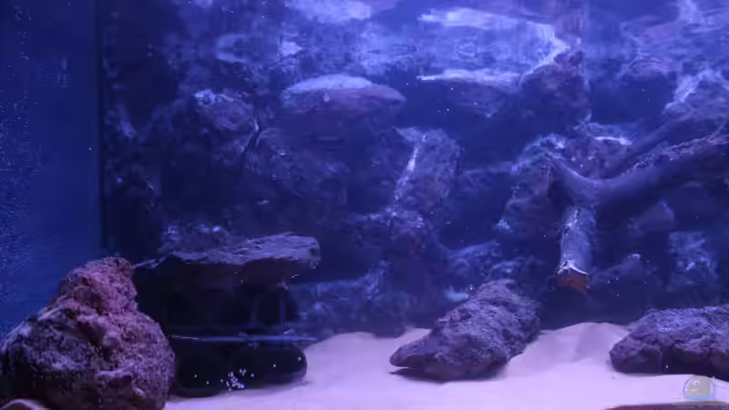 Aquarium Hypancistrus Heaven von maxheadroom (14)