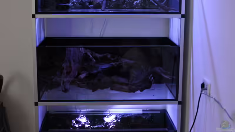 Aquarium Hypancistrus Heaven von maxheadroom (16)