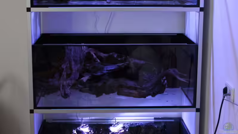 Aquarium Hypancistrus Heaven von maxheadroom (18)