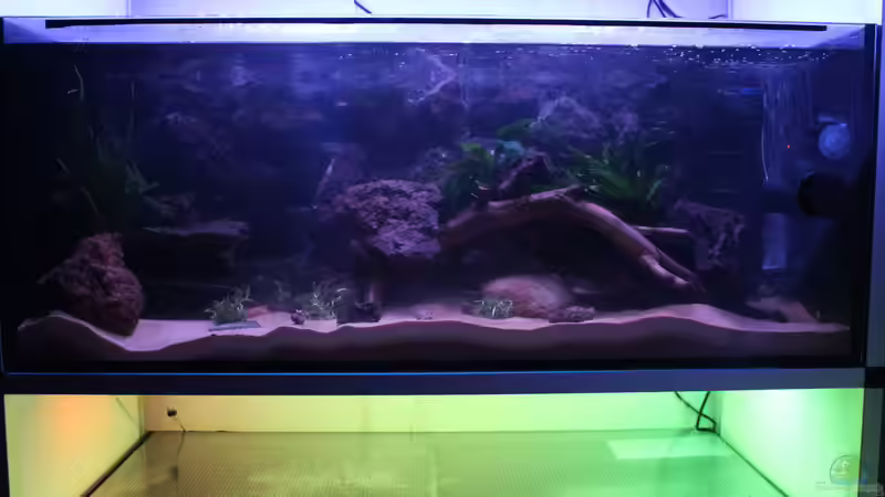 Aquarium Hypancistrus Heaven von maxheadroom (20)
