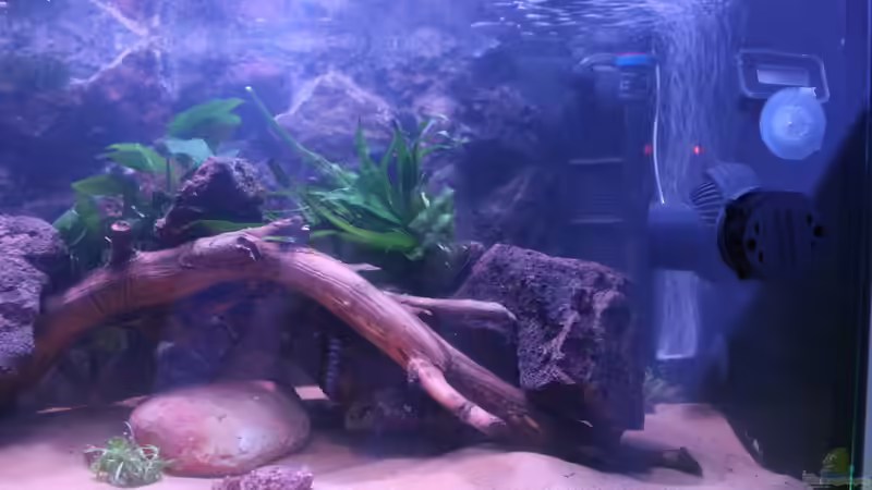 Aquarium Hypancistrus Heaven von maxheadroom (21)