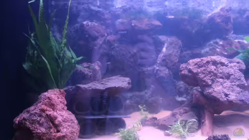 Aquarium Hypancistrus Heaven von maxheadroom (22)