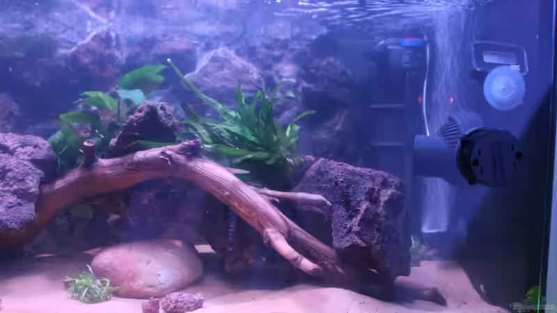 Aquarium Hypancistrus Heaven von maxheadroom (23)