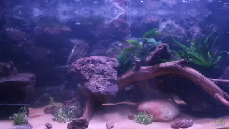 Aquarium Hypancistrus Heaven von maxheadroom (24)