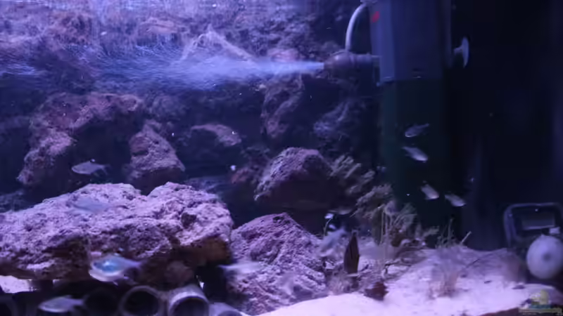 Aquarium Hypancistrus Heaven von maxheadroom (28)