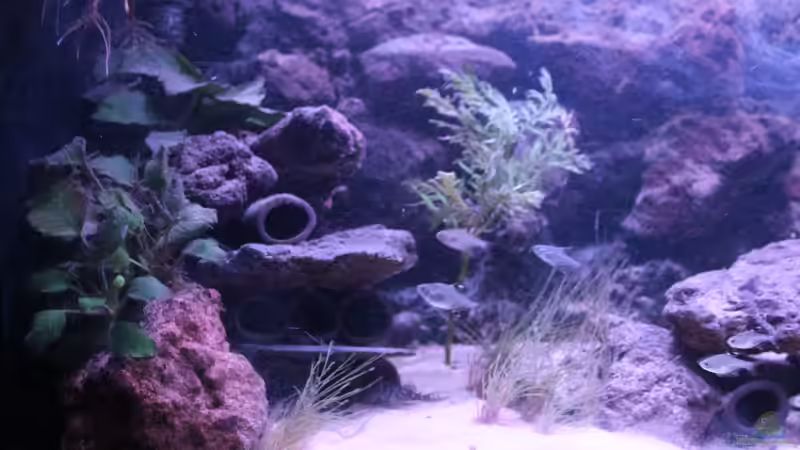 Aquarium Hypancistrus Heaven von maxheadroom (30)