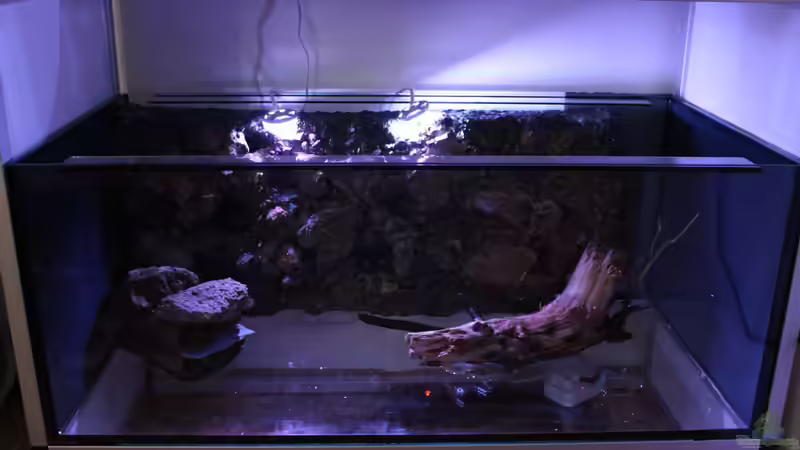 Aquarium Hypancistrus Heaven von maxheadroom (8)