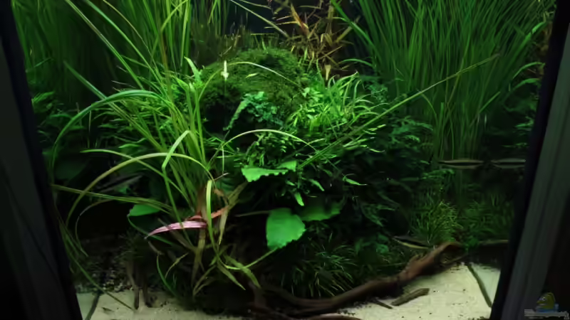 Aquarium Hypercube von DPGCidol (2)