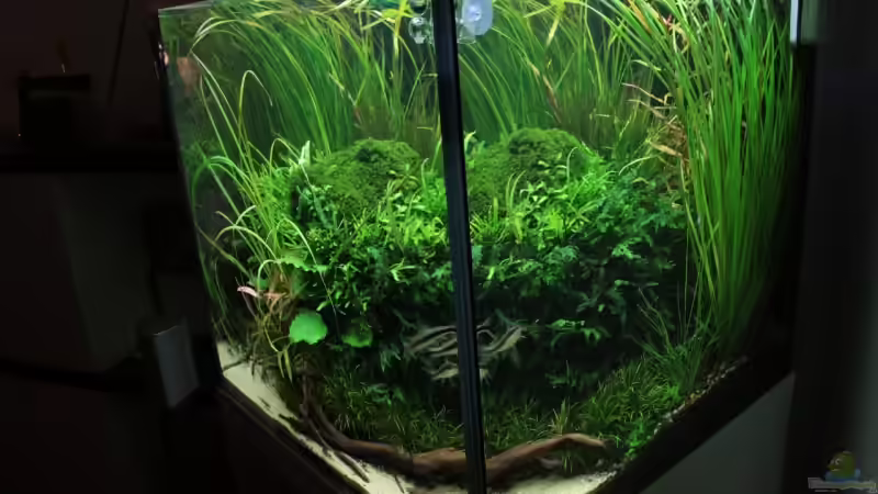 Aquarium Hypercube von DPGCidol (3)