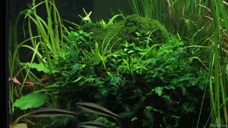 Aquarium Hypercube von DPGCidol (4)