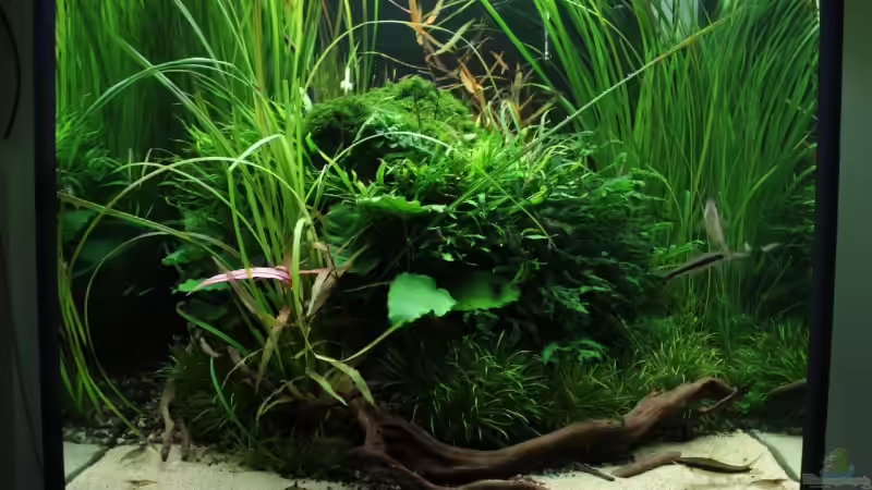 Aquarium Hypercube von DPGCidol (5)