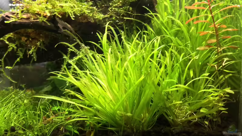 Aquarium i love leaves ! von Ayahuasca (18)