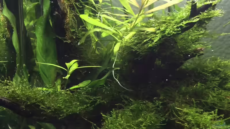 Aquarium i love leaves ! von Ayahuasca (19)