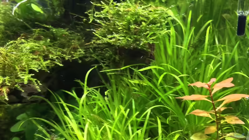 Aquarium i love leaves ! von Ayahuasca (20)