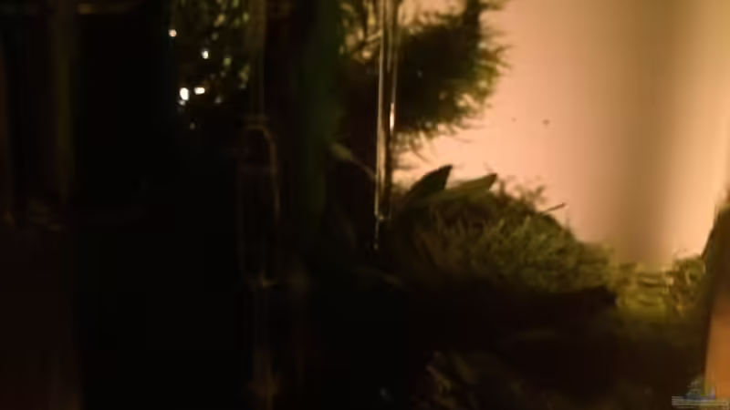 Aquarium i love leaves ! von Ayahuasca (21)