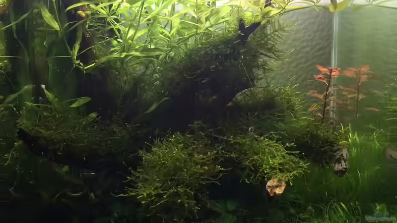 Aquarium i love leaves ! von Ayahuasca (23)