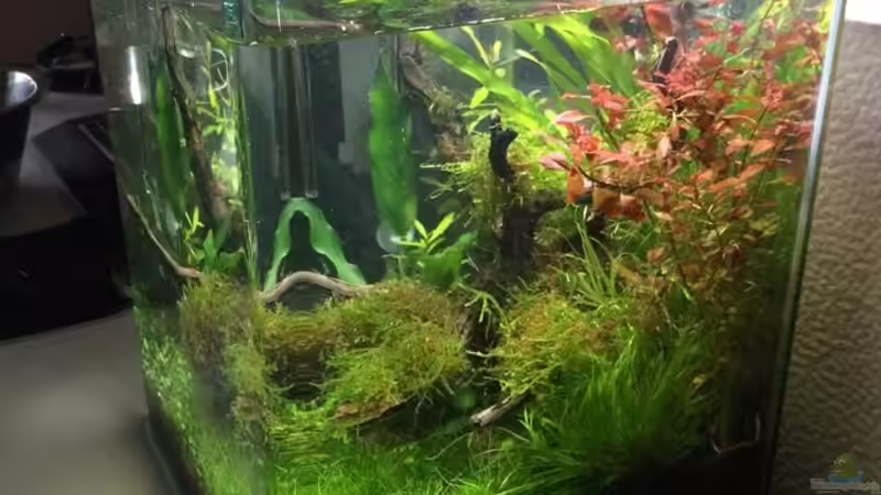 Aquarium i love leaves ! von Ayahuasca (26)