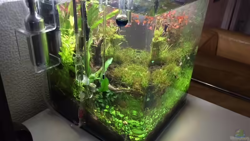 Aquarium i love leaves ! von Ayahuasca (28)