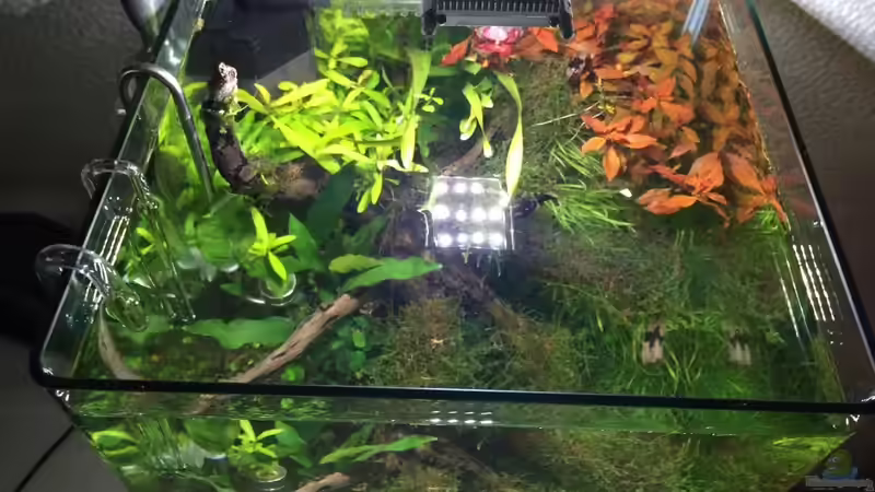 Aquarium i love leaves ! von Ayahuasca (29)