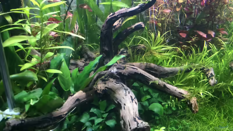 Aquarium i love leaves ! von Ayahuasca (3)