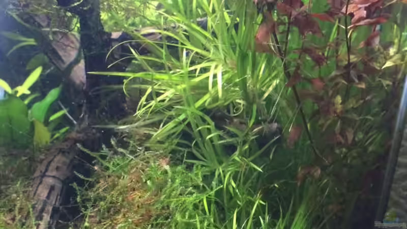 Aquarium i love leaves ! von Ayahuasca (30)