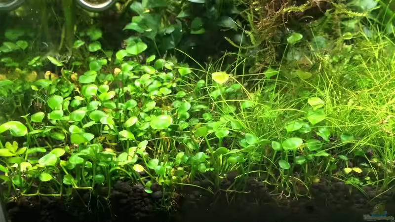 Aquarium i love leaves ! von Ayahuasca (35)