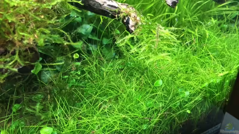 Aquarium i love leaves ! von Ayahuasca (36)