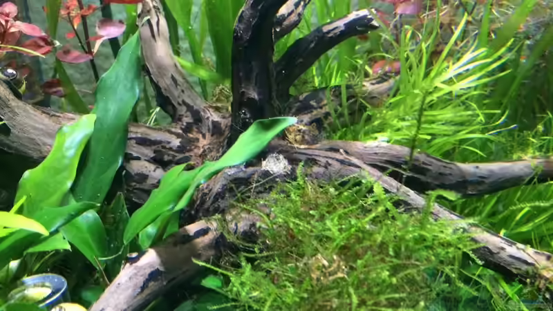 Aquarium i love leaves ! von Ayahuasca (38)