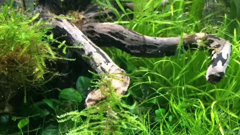 Aquarium i love leaves ! von Ayahuasca (39)