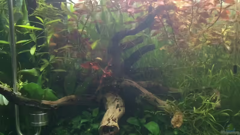 Aquarium i love leaves ! von Ayahuasca (4)