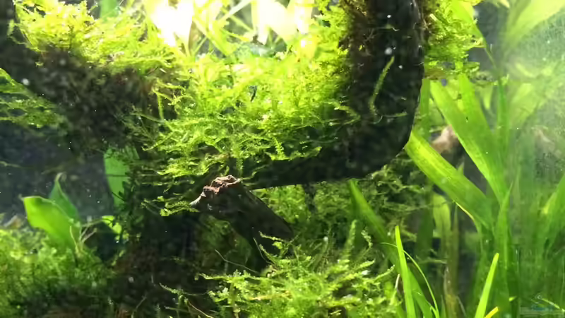 Aquarium i love leaves ! von Ayahuasca (46)