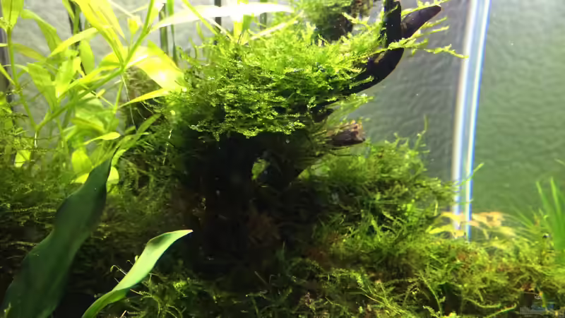 Aquarium i love leaves ! von Ayahuasca (47)