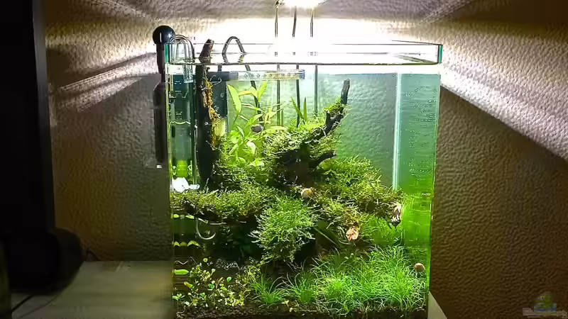 Aquarium i love leaves ! von Ayahuasca (48)