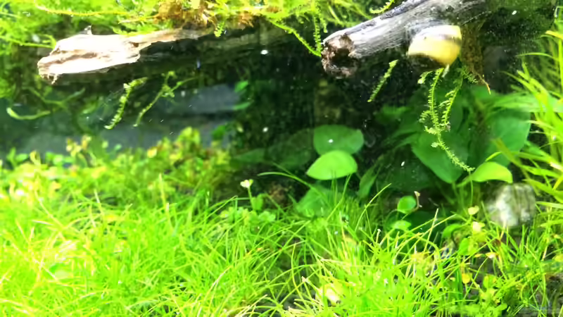 Aquarium i love leaves ! von Ayahuasca (50)