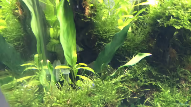 Aquarium i love leaves ! von Ayahuasca (51)