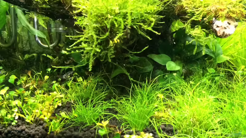 Aquarium i love leaves ! von Ayahuasca (54)