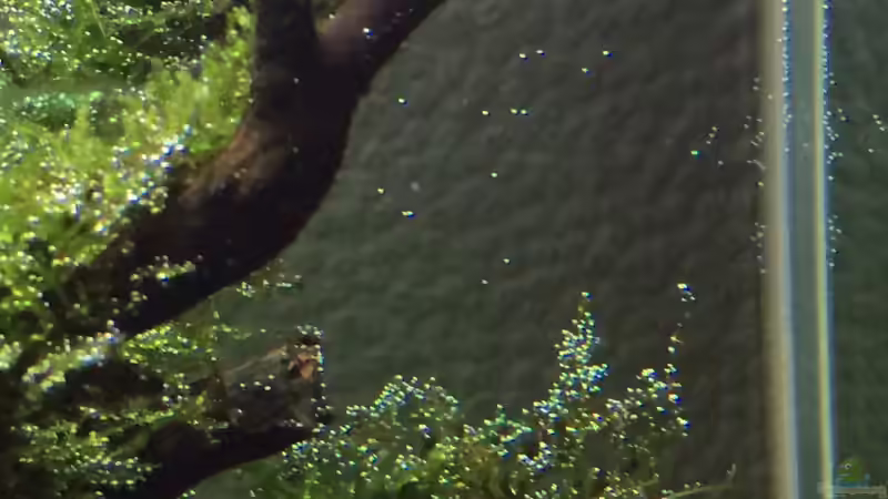 Aquarium i love leaves ! von Ayahuasca (65)