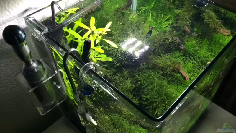 Aquarium i love leaves ! von Ayahuasca (69)